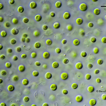 Фитопланктон кормовой Наннохлоропсис 1л